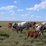 Grass-fed Beef lands